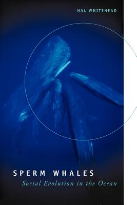 Book cover of Sperm Whales: Social Evolution in the Ocean by Whitehead, Hal