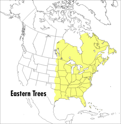 Book cover of A Peterson Field Guide to Eastern Trees: Eastern United States and Canada, Including the Midwest by Petrides, George A.