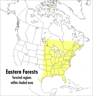 Book cover of A Peterson Field Guide to Eastern Forests: North America by Kricher, John