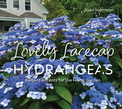 Book cover of Lovely Lacecap Hydrangeas: Elegant Accents for the Home Garden by Harrison, Joan