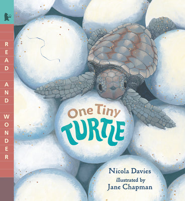 One Tiny Turtle: Read and Wonder by Nicola Davies book cover