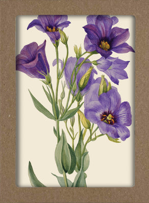 Smithsonian Wildflower Notecard Set - Artwork by Mary Vaux Walcott: 8 Blank Notecards of 4 Designs & Envelopes product image