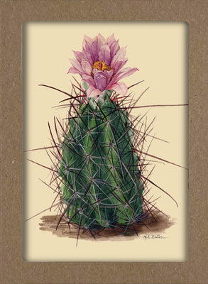 Smithsonian Cacti Notecard Set - Artwork by Mary Emily Eaton: 8 Blank Notecards of 4 Designs & Envelopes product image