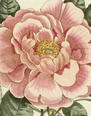 John Derian Picture Book II by John Derian book cover