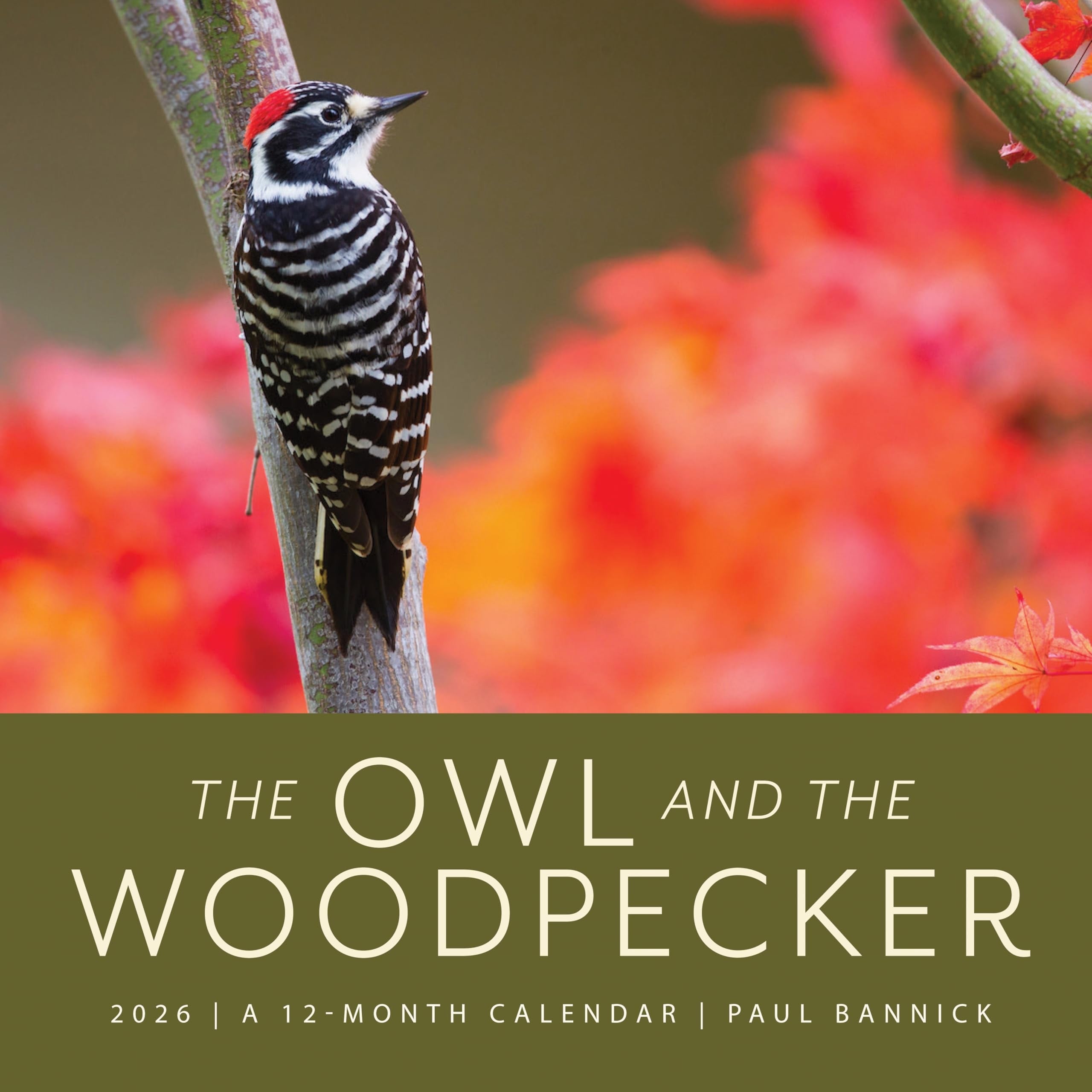 Book cover of The Owl & the Woodpecker 2026: 12-Month Wall Calendar by Bannick, Paul