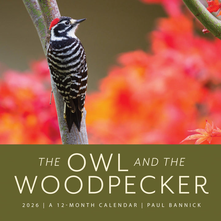 Book cover of The Owl & the Woodpecker 2026: 12-Month Wall Calendar by Bannick, Paul