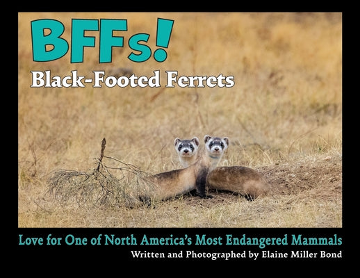 BFFs! Black-Footed Ferrets (Paperback): Love for One of North America's Most Endangered Mammals by Elaine Miller Bond book cover